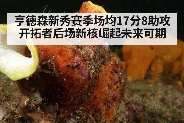 亨德森新秀赛季场均17分8助攻开拓者后场新核崛起未来可期